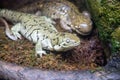 A Barred tiger salamander at a local zoo Royalty Free Stock Photo