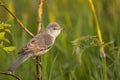 Barred warbler - migratory passerine singing bird Sylvia nisoria sitting on branch, male - Poland, Europe