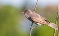 Barred warbler, Sylvia nisoria. Beautiful songbird