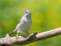 Barred warbler, Sylvia nisoria. A bird sits on a branch on a beautiful green background