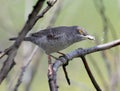 The barred warbler Sylvia nisoria with bright yellow eyes sits on the branch