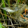 Barred Warbler, Sylvia nisoria, male Royalty Free Stock Photo