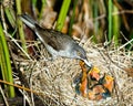 Barred Warbler, Sylvia nisoria, male