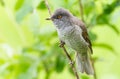 Barred Warbler, Sylvia nisoria. The male bird sitting on a branch