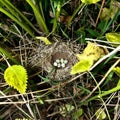 Barred Warbler, Sylvia nisoria. Nest Royalty Free Stock Photo