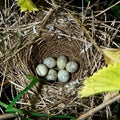 Barred Warbler, Sylvia nisoria. Nest Royalty Free Stock Photo