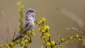 Barred Warbler