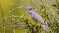 Barred Warbler