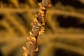 Barred Wire Coral Shrimp Royalty Free Stock Photo
