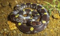 Barred Wolf snake, Lycodon aulicus, Satara, Maharashtra Royalty Free Stock Photo