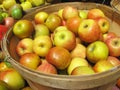 Barrel of apples Royalty Free Stock Photo