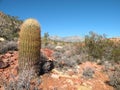 Barrel cactus