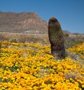 Barrel Cactus Royalty Free Stock Photo