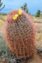 A Barrel Cactus, in the mojave desert.