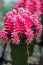 Barrel Cactus