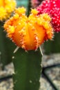 Barrel Cactus