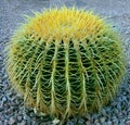 Barrel Cactus Royalty Free Stock Photo