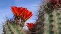 Barrel Cactus Blooming - Panorama