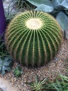 Barrel cactus,classic desert denizens of lore.