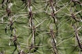 Barrel Cactus Close up Royalty Free Stock Photo