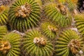 Clumping Barrell Cactus Royalty Free Stock Photo