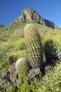 Barrel cactus and desert flowers blossoming in spring at Picacho Peak State Park north of Tucson, AZ