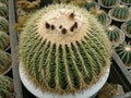 Barrel Cactus Echinocactus Grusonii , Queen Sirikit Botanic Garden, Chiang Mai, Thailand