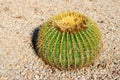 Barrel Cactus in Xeriscaped Front Yard Royalty Free Stock Photo