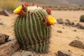 Barrel cactus fero cactus. generated using AI. Royalty Free Stock Photo