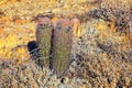 Barrel cactus, Ferocactus Wislizeni Cactaceae also known as Arizona, Fishhook, Candy or Southwestern barrel cactus, native to nort