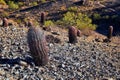 Barrel cactus, Ferocactus Wislizeni Cactaceae also known as Arizona, Fishhook, Candy or Southwestern barrel cactus, native to nort