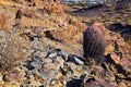 Barrel cactus, Ferocactus Wislizeni Cactaceae also known as Arizona, Fishhook, Candy or Southwestern barrel cactus, native to nort Royalty Free Stock Photo