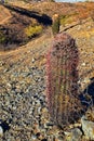 Barrel cactus, Ferocactus Wislizeni Cactaceae also known as Arizona, Fishhook, Candy or Southwestern barrel cactus, native to nort Royalty Free Stock Photo