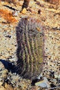 Barrel cactus, Ferocactus Wislizeni Cactaceae also known as Arizona, Fishhook, Candy or Southwestern barrel cactus, native to nort Royalty Free Stock Photo