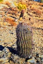 Barrel cactus, Ferocactus Wislizeni Cactaceae also known as Arizona, Fishhook, Candy or Southwestern barrel cactus, native to nort Royalty Free Stock Photo