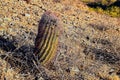 Barrel cactus, Ferocactus Wislizeni Cactaceae also known as Arizona, Fishhook, Candy or Southwestern barrel cactus, native to nort