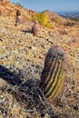 Barrel cactus, Ferocactus Wislizeni Cactaceae also known as Arizona, Fishhook, Candy or Southwestern barrel cactus, native to nort Royalty Free Stock Photo