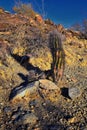 Barrel cactus, Ferocactus Wislizeni Cactaceae also known as Arizona, Fishhook, Candy or Southwestern barrel cactus, native to nort