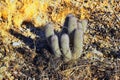 Barrel cactus, Ferocactus Wislizeni Cactaceae also known as Arizona, Fishhook, Candy or Southwestern barrel cactus, native to nort Royalty Free Stock Photo