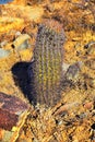 Barrel cactus, Ferocactus Wislizeni Cactaceae also known as Arizona, Fishhook, Candy or Southwestern barrel cactus, native to nort