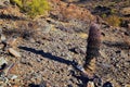 Barrel cactus, Ferocactus Wislizeni Cactaceae also known as Arizona, Fishhook, Candy or Southwestern barrel cactus, native to nort Royalty Free Stock Photo