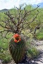 Saguaro East National Park Barrel Cactus