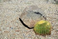 Barrel Cactus in front of a Boulder in Xeriscaped Grounds Royalty Free Stock Photo