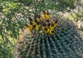 Barrel Cactus fruit Royalty Free Stock Photo