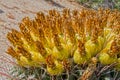 Fruit of a Barrel Cactus