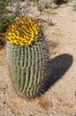 Fruit and Shadow of a Barrel Cactus