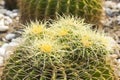 Barrel cactus growing in gravel Royalty Free Stock Photo