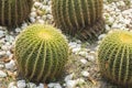 Barrel cactus growing in gravel Royalty Free Stock Photo