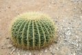Barrel cactus Royalty Free Stock Photo