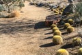 Barrel Cactus line a path, Palm Desert Royalty Free Stock Photo